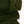 Sherpa  - Boiled Wool Coating | Olive (LAST CUT - 2.6M)