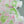 Trudy - Printed Cotton | Watermelon