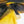 Allure - Printed Silk Satin | Citrine
