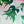 Monstera - Printed Silk Satin | Lime