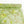 Indian Embroidered Silk Georgette | Key lime (LAST CUT)