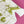 Edwin - Screen-Printed Linen | Olive Fish Scribble