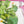 Saguaro - Screen-Printed Linen Gauze | Cactus (LAST CUT - 2.6M)