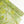 Indian Embroidered Silk Georgette | Key lime (LAST CUT)