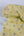 Pebbles - Printed Viscose | Banana